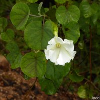 Rivea wightiana R.R.Mill